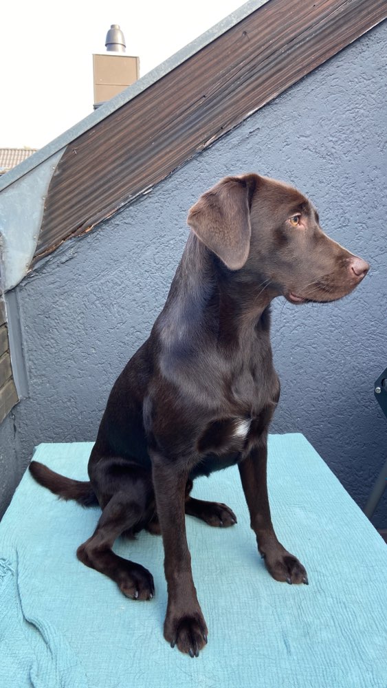 Hundetreffen-Spaziergang mit Spiel 🤍-Profilbild