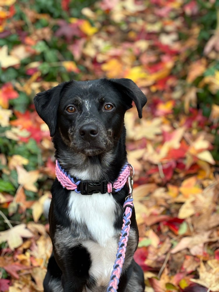Hundetreffen-Social Walk/ Training-Profilbild