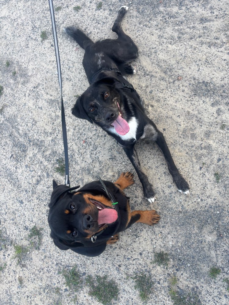 Hundetreffen-Social Walk/ gemeinsamer Spaziergang-Profilbild