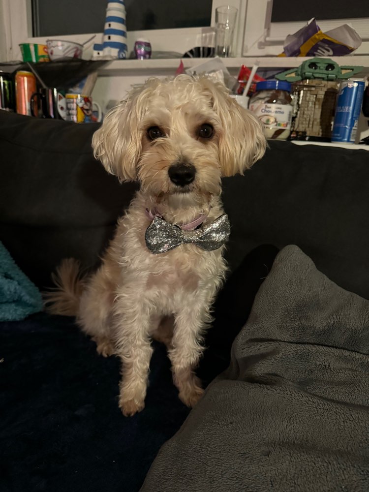 Hundetreffen-Trainings Partner gesucht-Profilbild