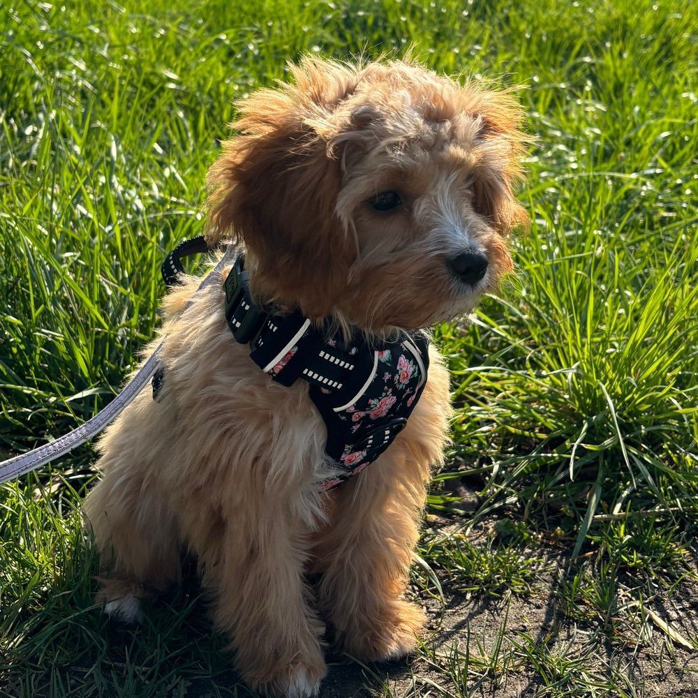 Hundetreffen-Welpen-Spaziergang-Profilbild