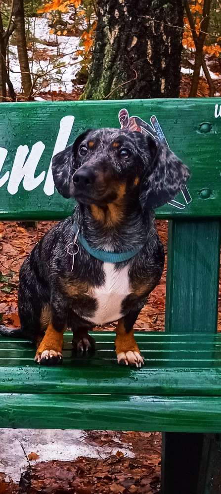 Hundetreffen-Gassi gehen im Sternmühlental-Profilbild