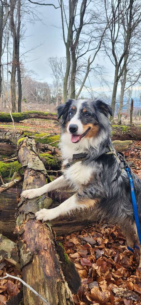 Hundetreffen-Gassi  Freunde gesucht-Profilbild