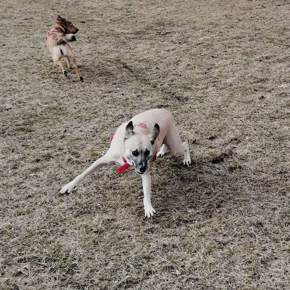 Hundetreffen-Gassi-Runde zum schnüffeln und spielen-Profilbild