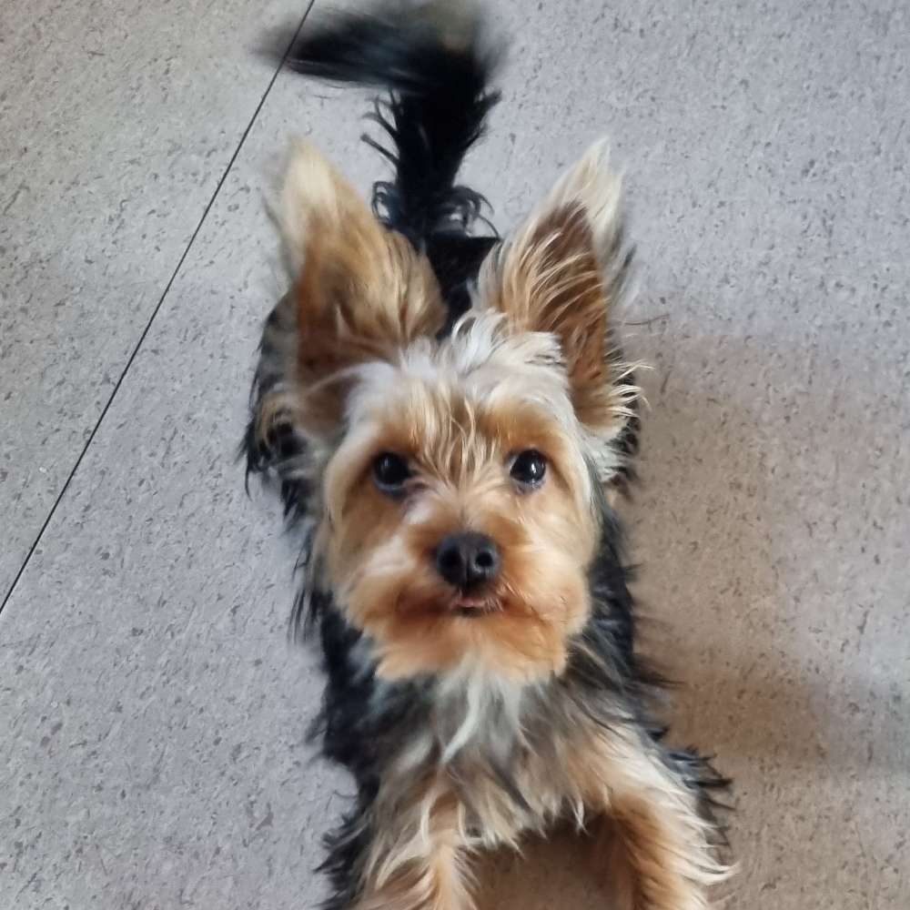 Hundetreffen-Emma sucht Spielgefährten-Profilbild