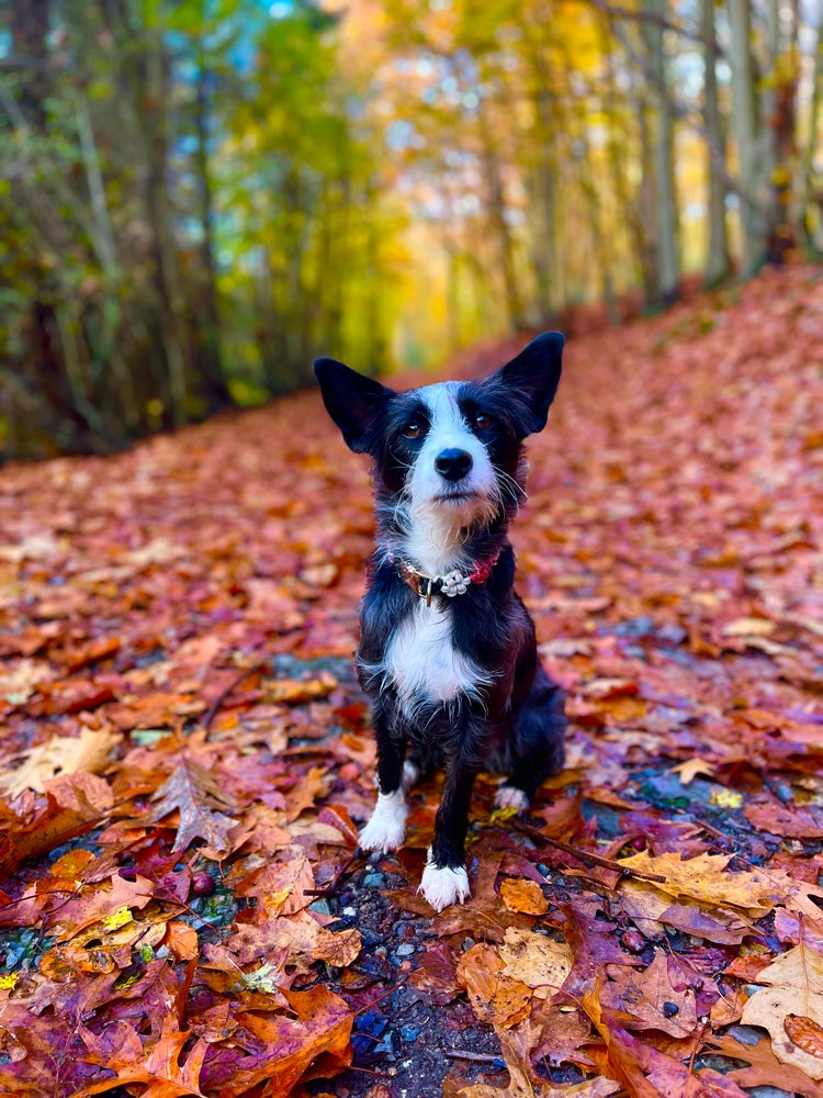 Hundetreffen-Social Walk / Hundebegegnungen 🤍-Profilbild