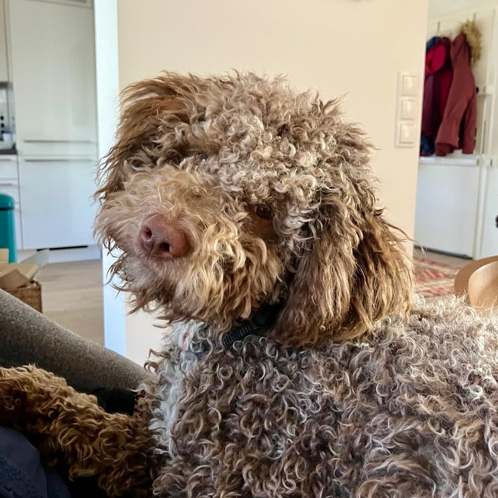 Hundetreffen-Spielfreund gesucht-Profilbild