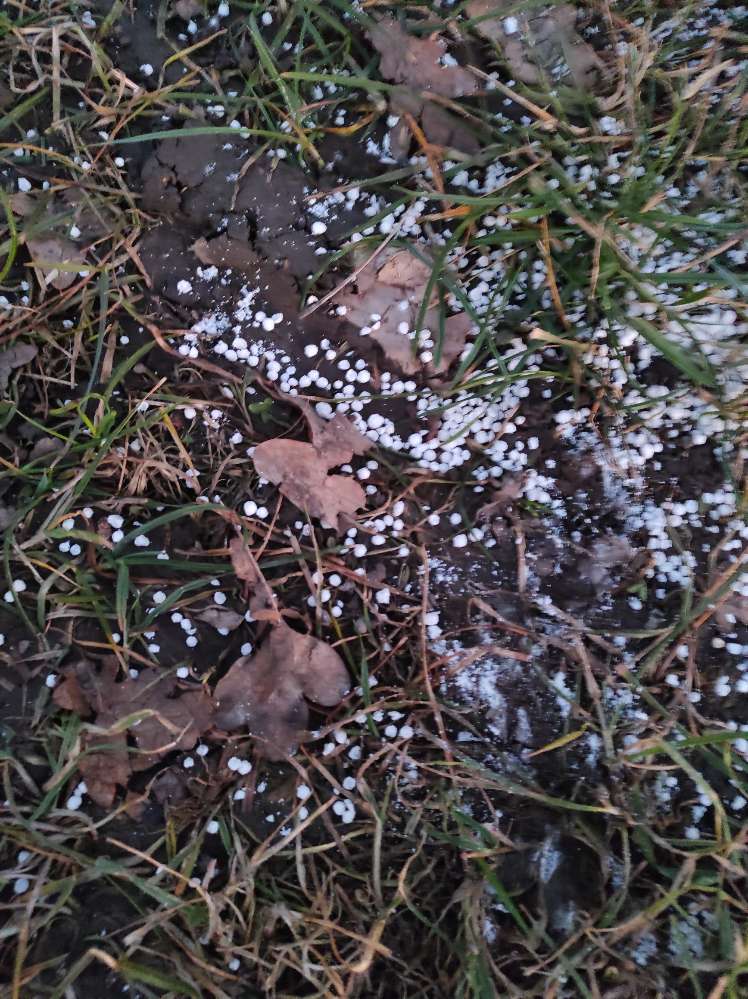 Giftköder-Weiße Pulverkügelchen-Profilbild