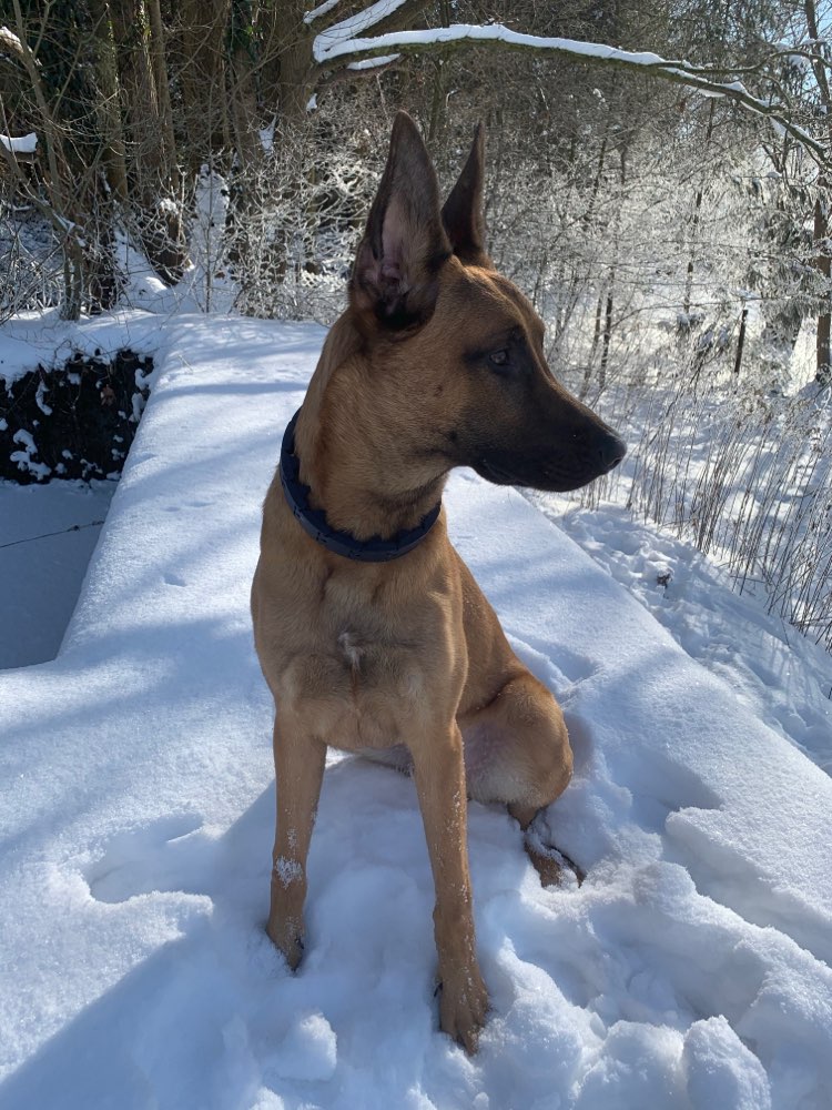 Hundetreffen-Junghunde Gassi gehen und oder Spielen-Profilbild