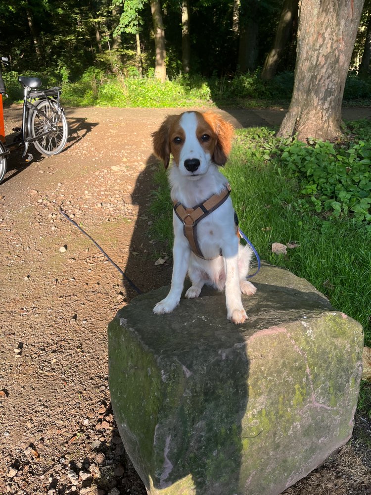 Hundetreffen-Junghunde gesucht-Profilbild