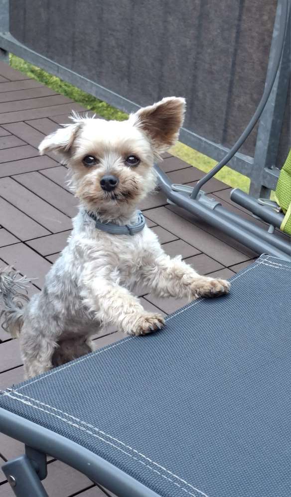 Suchmeldung-Blacky-Profilbild