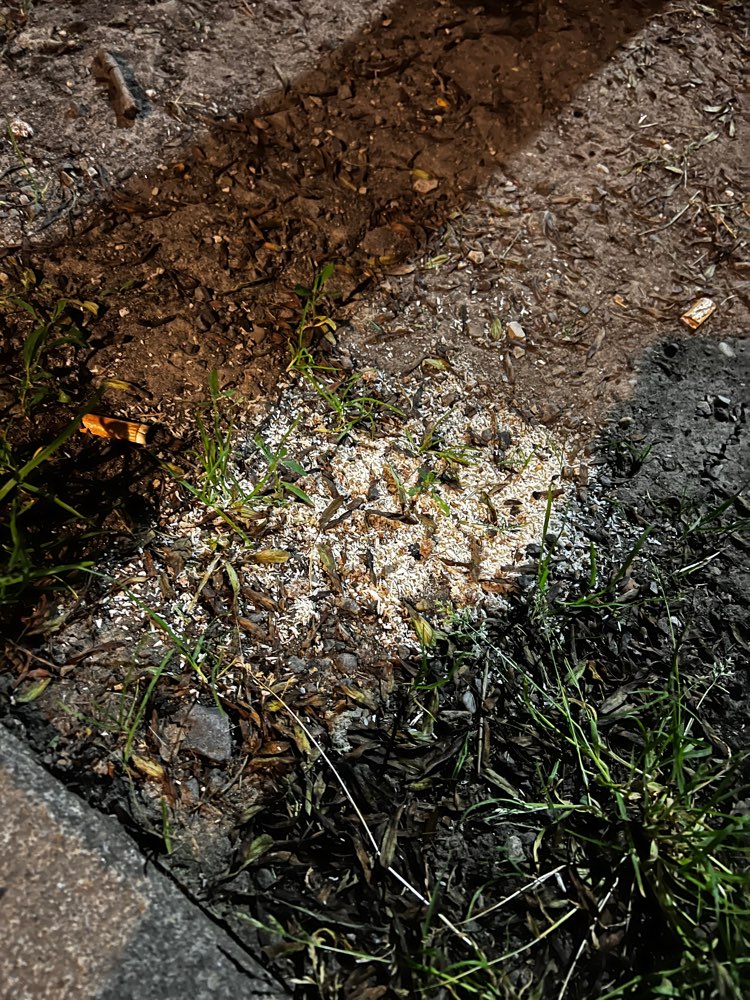 Giftköder-Möglicher Giftköder-Profilbild