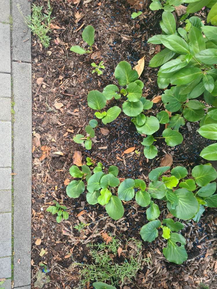 Giftköder-Blaukorn-Profilbild