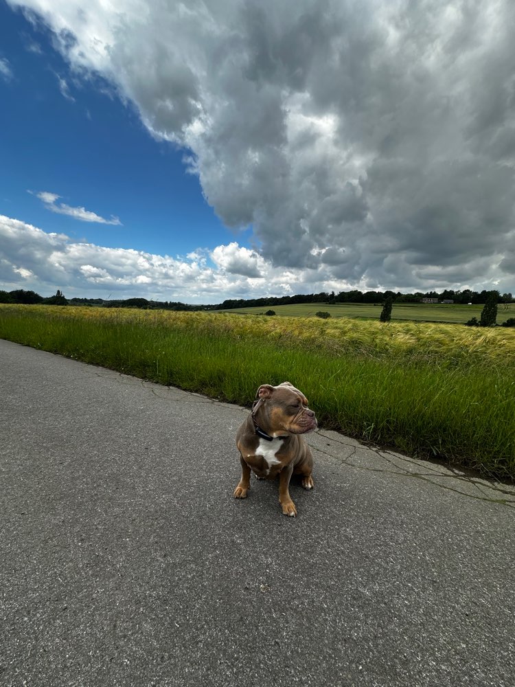 Hundetreffen-Spaziergang an der Leine-Profilbild