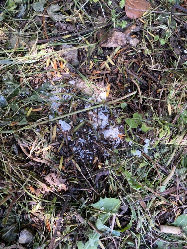 Giftköder-Giftköder vermutlich Rattengift-Profilbild