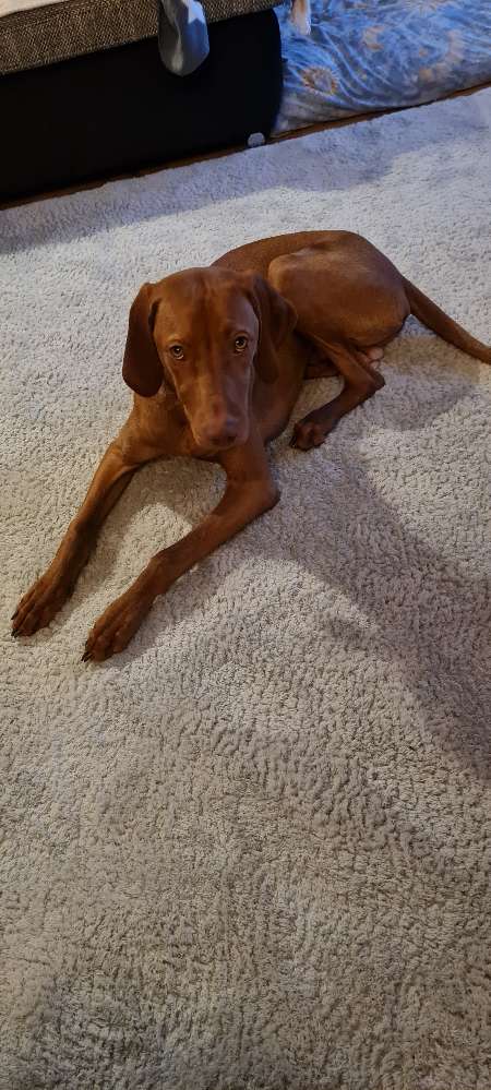 Hundetreffen-Spielkameraden gesucht-Profilbild