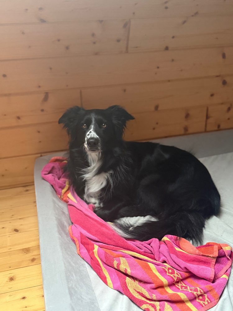 Hundetreffen-Social Walk-Profilbild