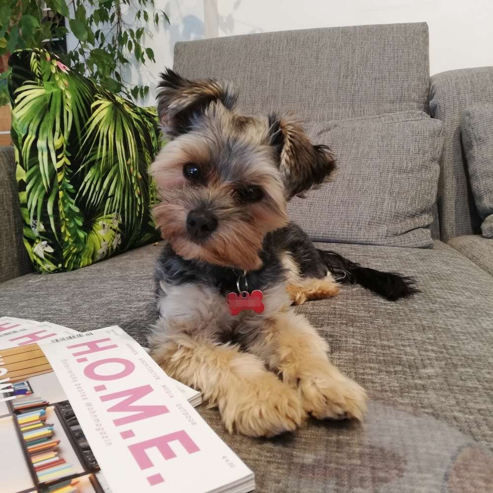 Hundetreffen-Zwutschkerl Treffen-Profilbild