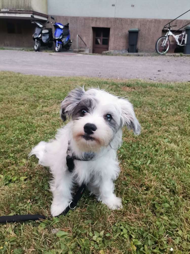 Hundetreffen-Kumpel gesucht-Profilbild