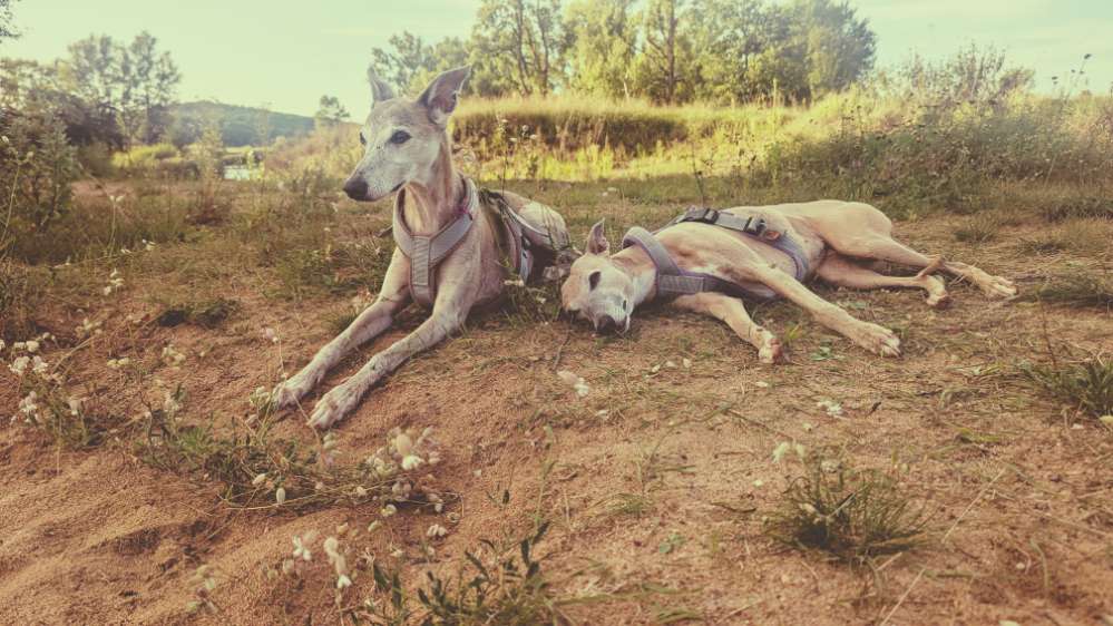 Hundetreffen-Gemeinsame Gassirunde Bamberg und Umgebung-Profilbild