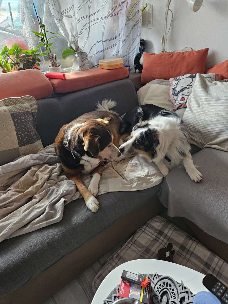 Hundetreffen-Treffen zum Spazierengehen und Sozialisierung-Profilbild