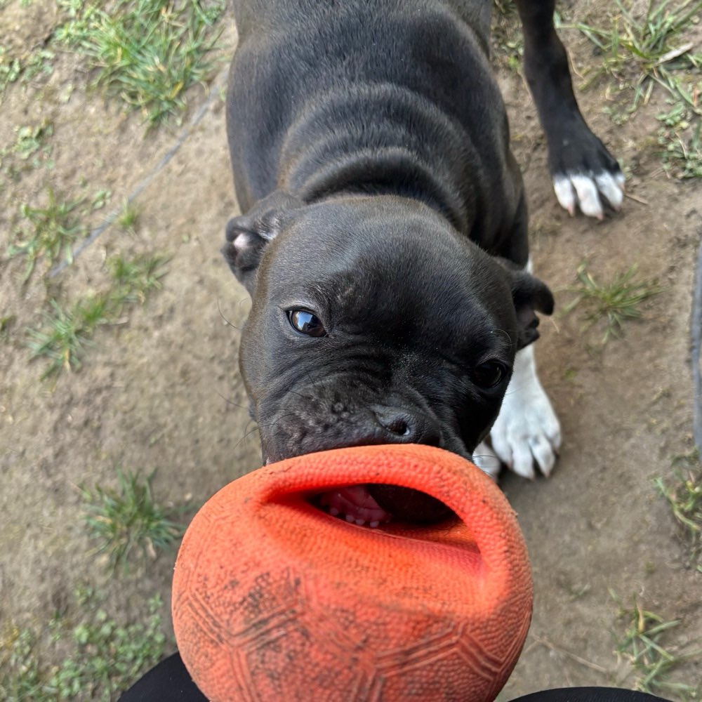 Hundetreffen-Spielkamerad gesucht-Profilbild