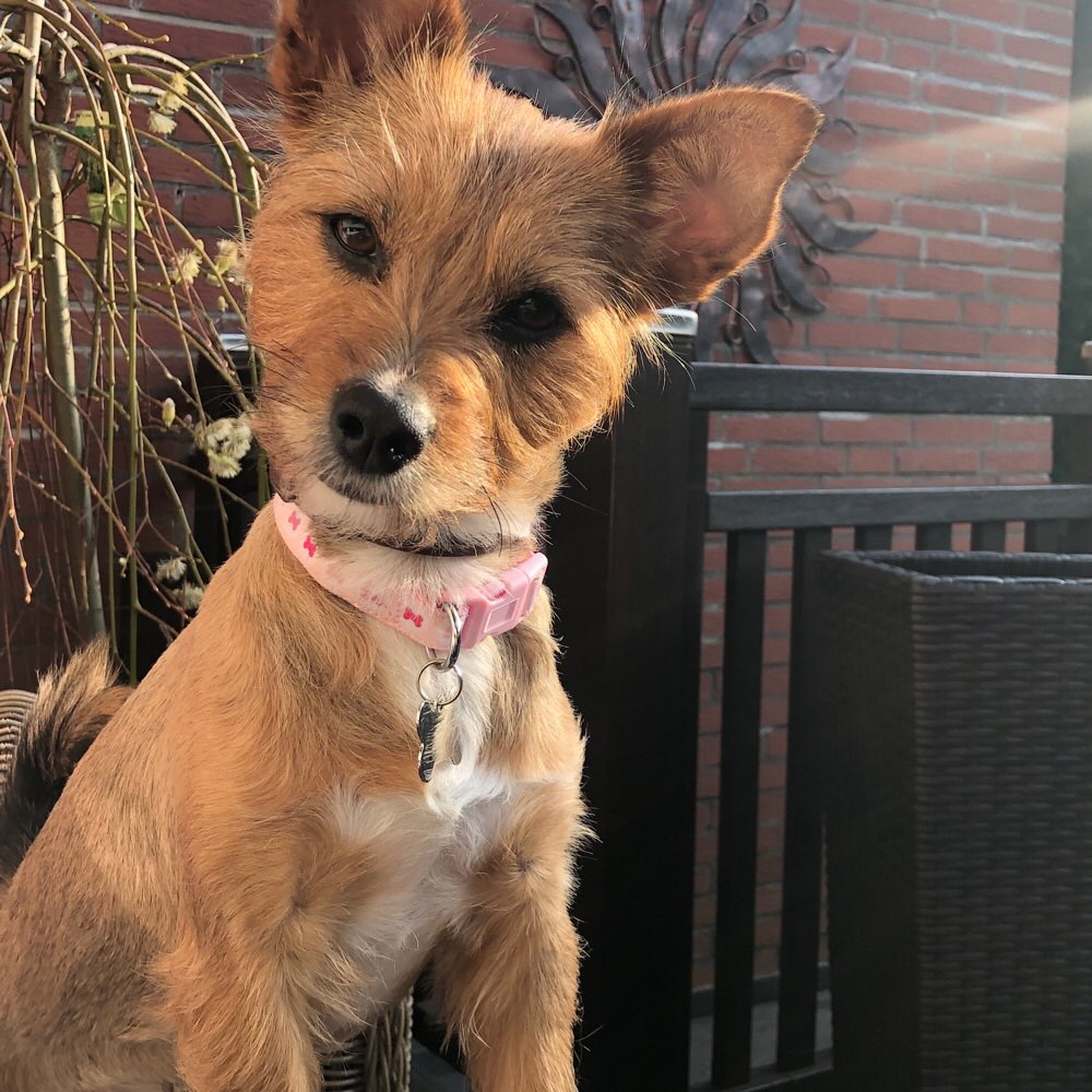 Hundetreffen-Gassi- und Spielkamerad/in in Neuss-Profilbild