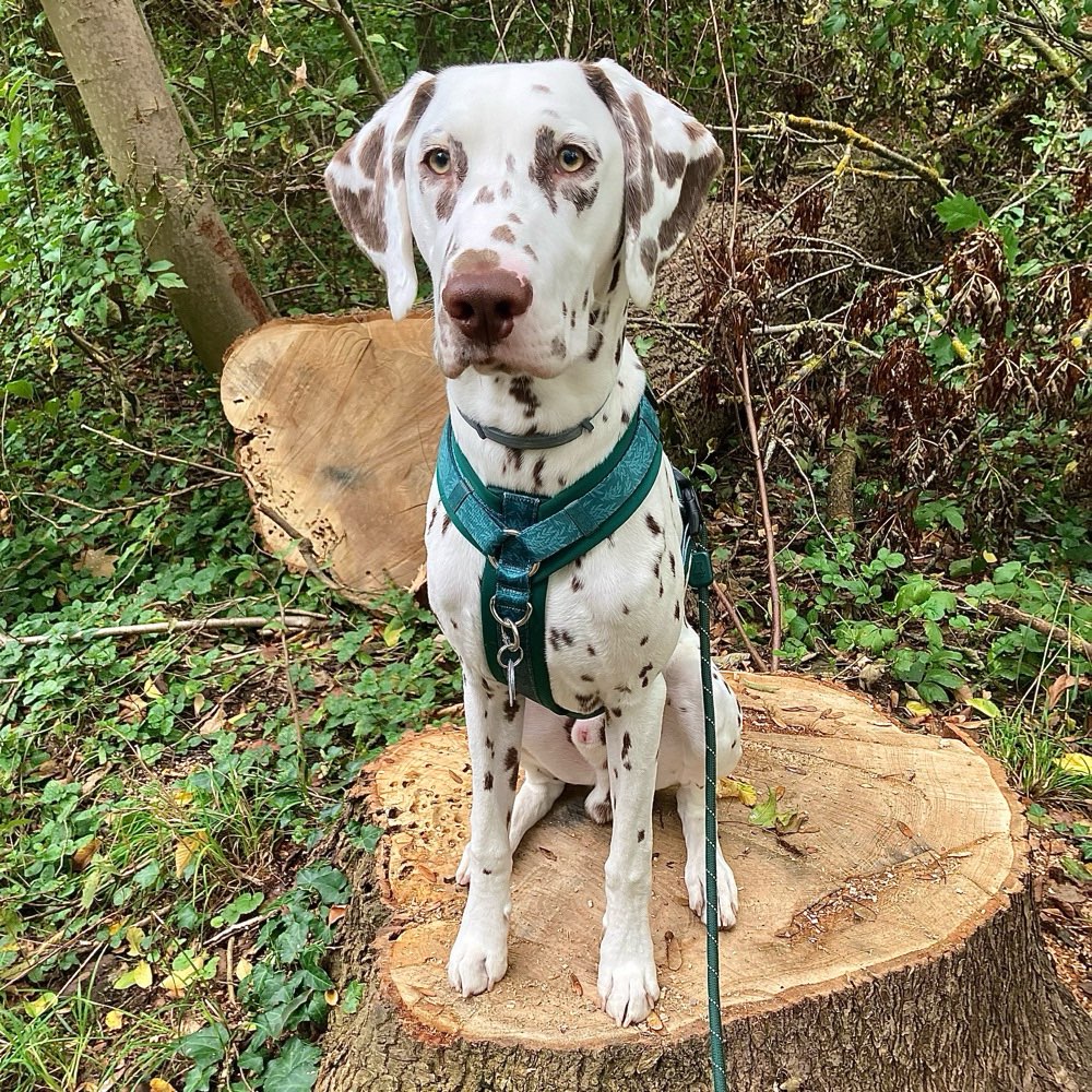 Hundetreffen-Spiel- und Gassifreund gesucht!-Profilbild