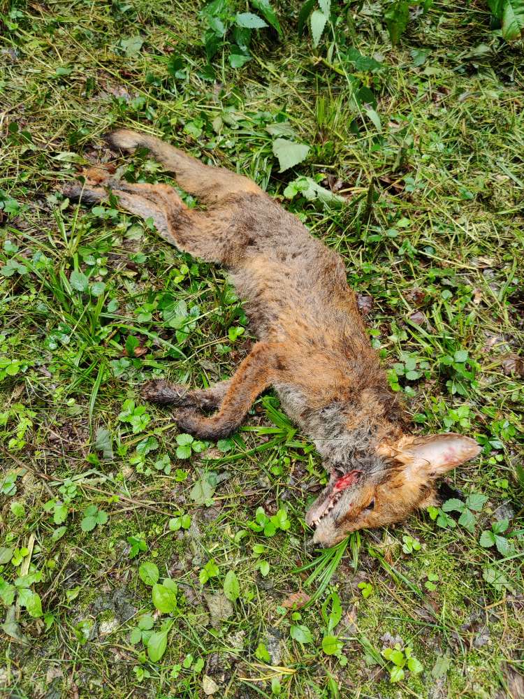 Giftköder-Totes Tier-Profilbild