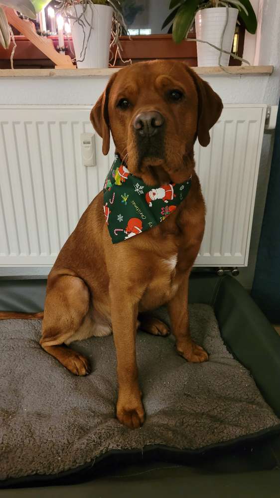 Hundetreffen-Spielkameraden/Gassierunde-Profilbild