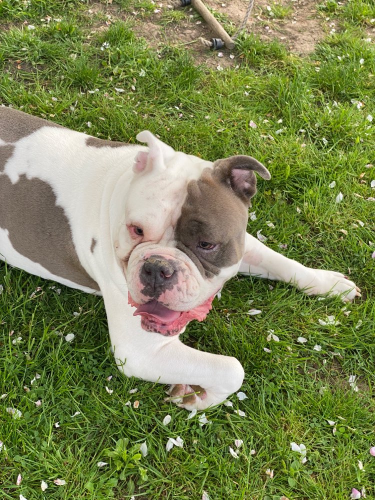 Hundetreffen-Aufeinandertreffen mit Hunden an der Leine-Profilbild