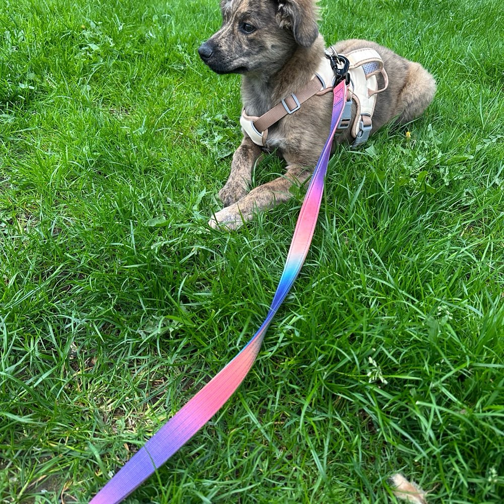 Hundetreffen-Welpen treffen-Profilbild