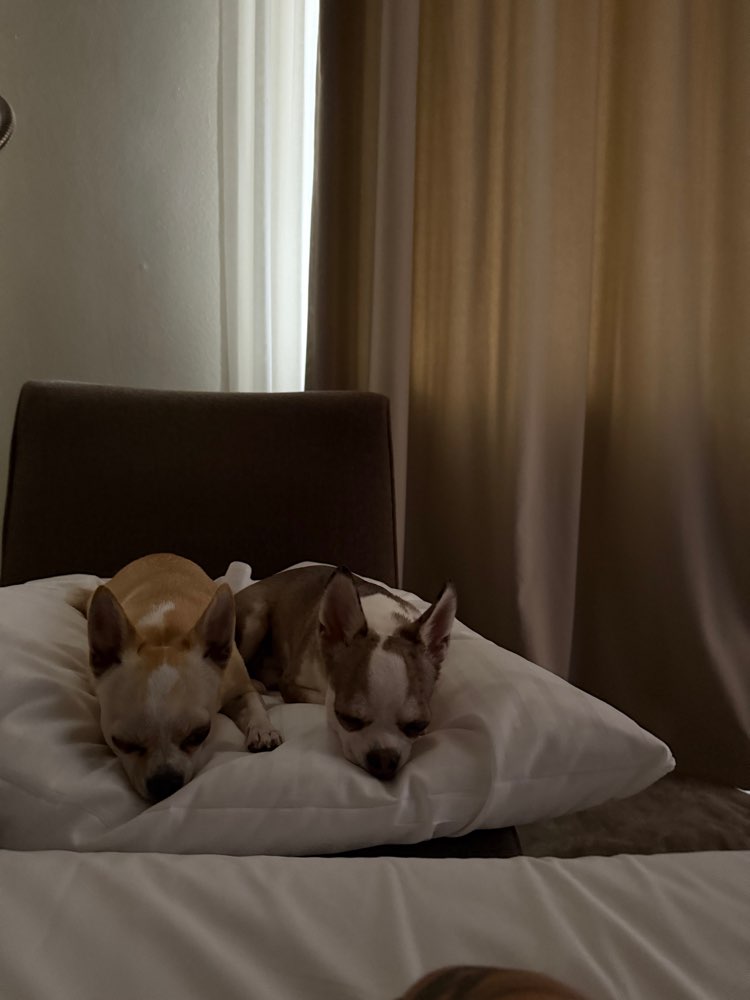 Hundetreffen-Treffen mit Juna und Rocky-Profilbild