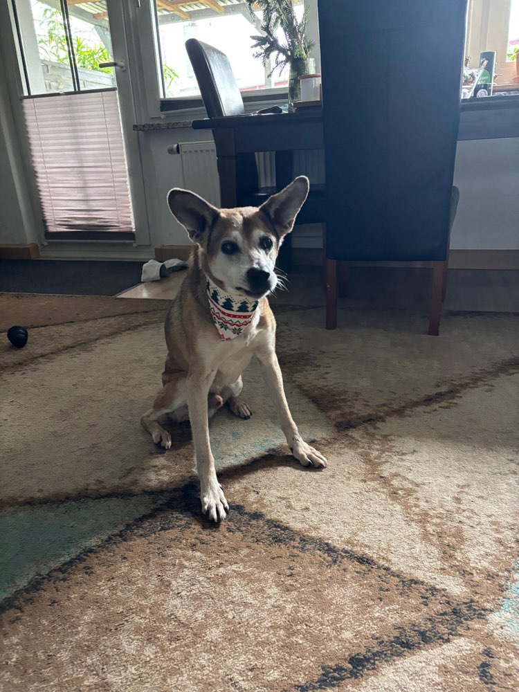 Hundetreffen-Seniorentreffen-Profilbild