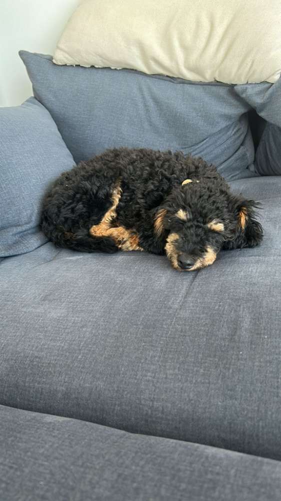 Hundetreffen-Spiel- und Spaziertreffen  / Buseck-Profilbild