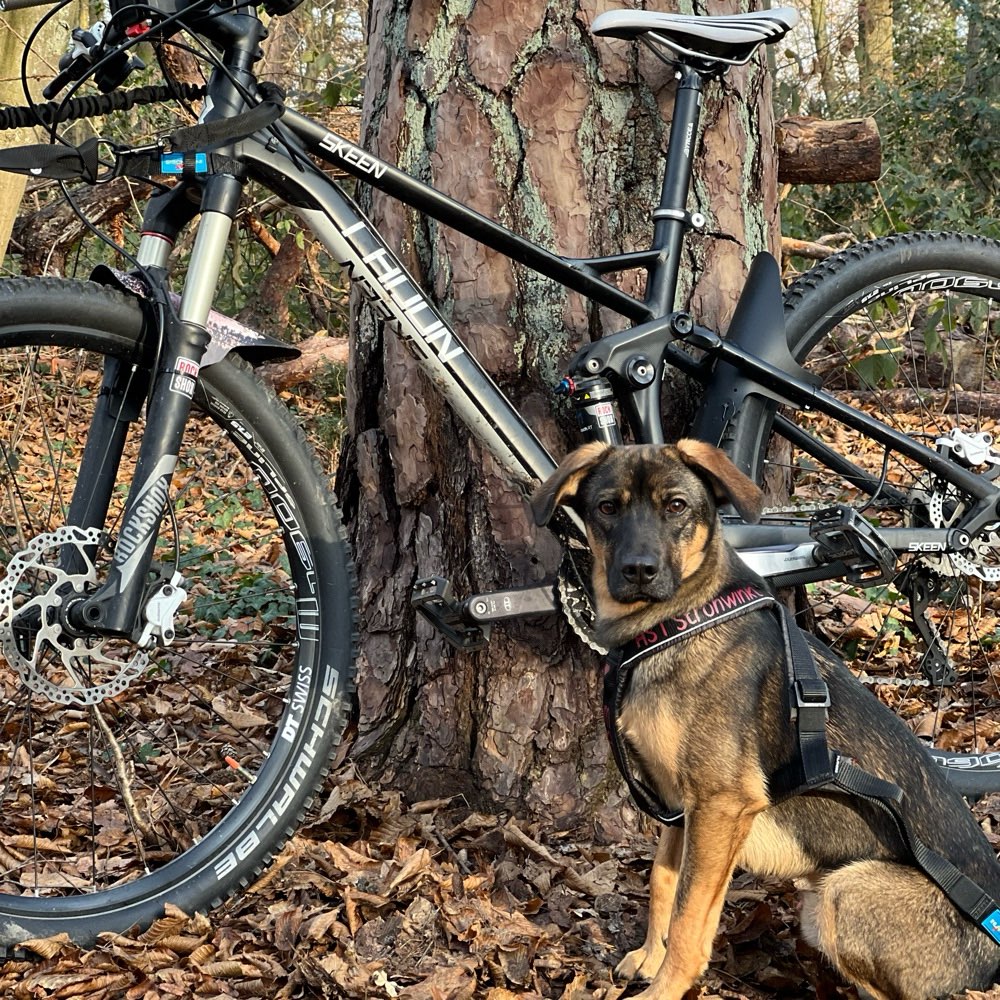 Hundetreffen-Trainingspartner/in Bikejöring-Profilbild