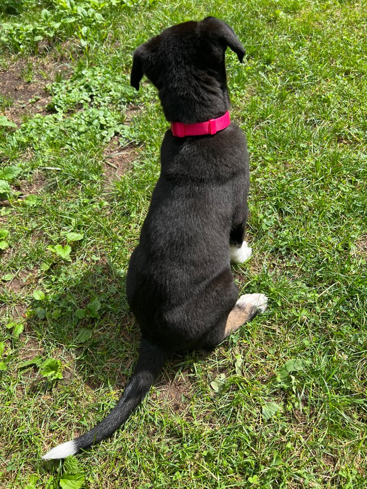 Hundetreffen-Welpentreff in Fürth Hardhöhe-Profilbild