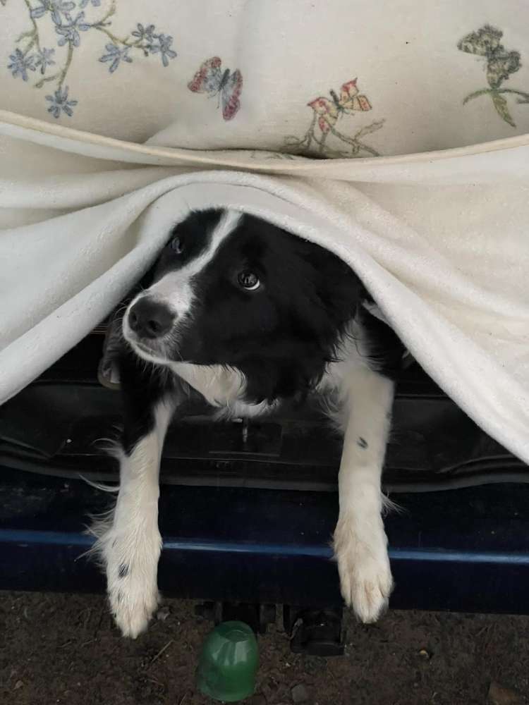 Hundetreffen-Spielfreunde gesucht-Profilbild