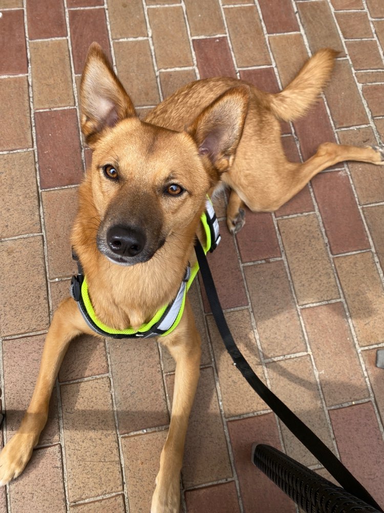 Hundetreffen-HundeRunde-Profilbild