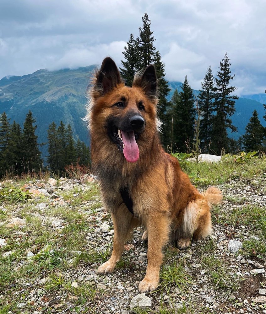 Hundetreffen-Spiel- & Spazierpartner gesucht-Profilbild