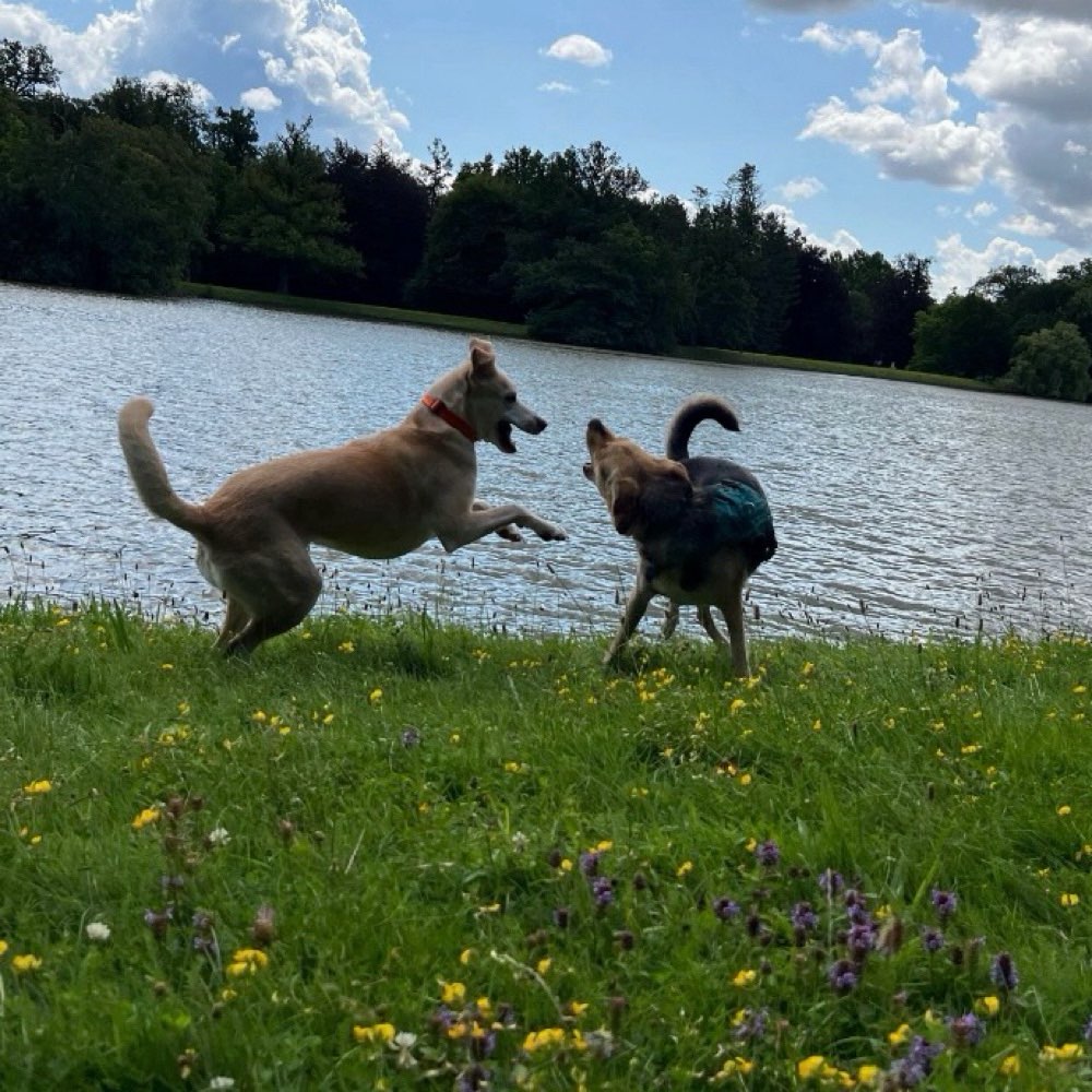 Hundetreffen-Hundefreunde - Indie sucht Hundefreunde in Kassel-Profilbild