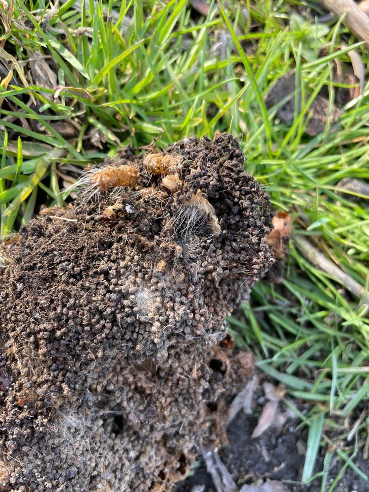 Giftköder-Eichenprozessionsspinnernest-Profilbild