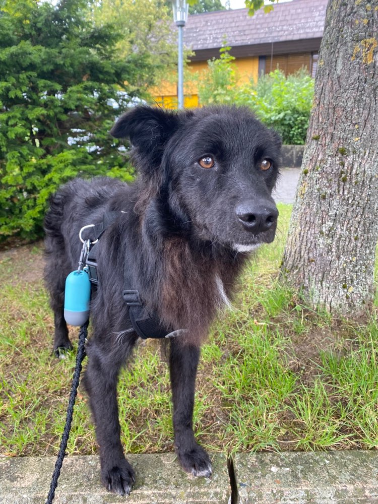 Hundetreffen-Treffen unter Tierschutzhunden-Profilbild