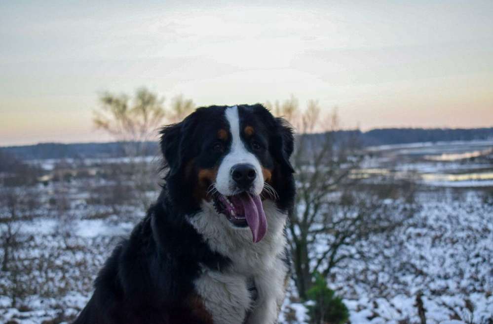 Hundetreffen-Spaziergang, gerne mit großem Hund-Profilbild