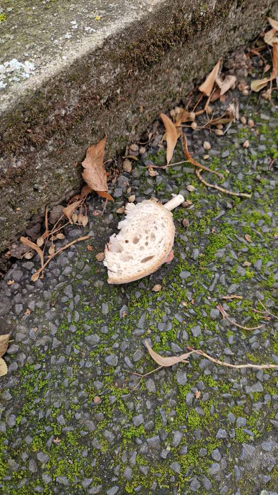 Giftköder-Mögliche Köder, Parkpl. Friedhof Linden-Profilbild
