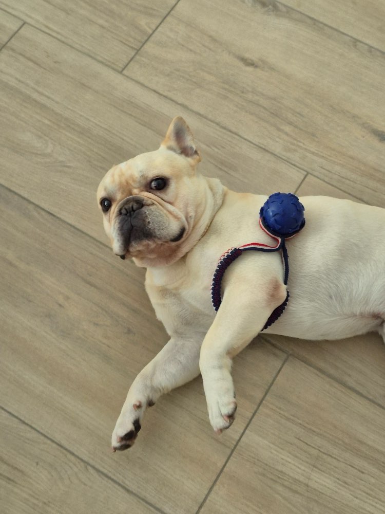 Hundetreffen-Welpentreffen im Neuss-Profilbild