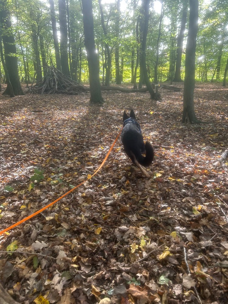 Hundetreffen-Spielen & Rennen-Profilbild