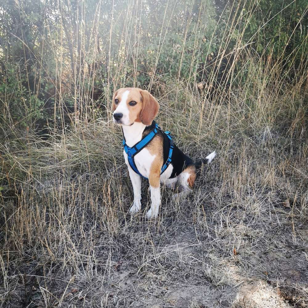 Hundetreffen-Spielrunde-Profilbild