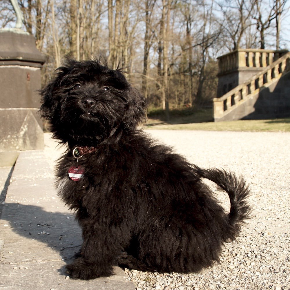 Hundetreffen-Spiel- und Gassipartner-Profilbild