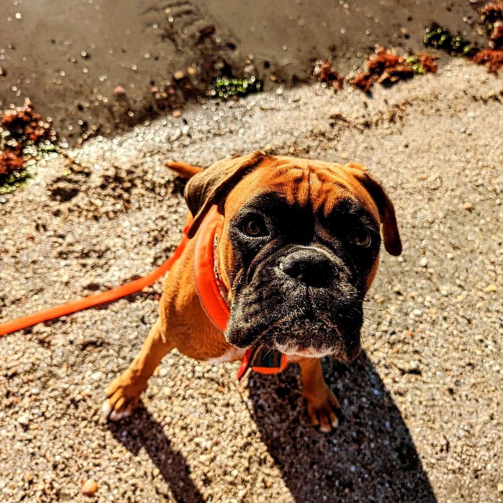 Hundetreffen-Social Walk / Training / spielen-Profilbild